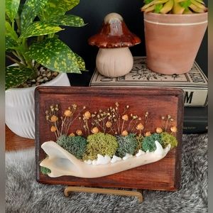 Coyote Jaw Oddity Wall Artwork
